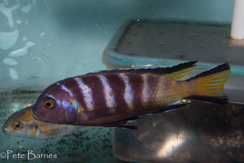 Maylandia melissa 'Chirwa Island'